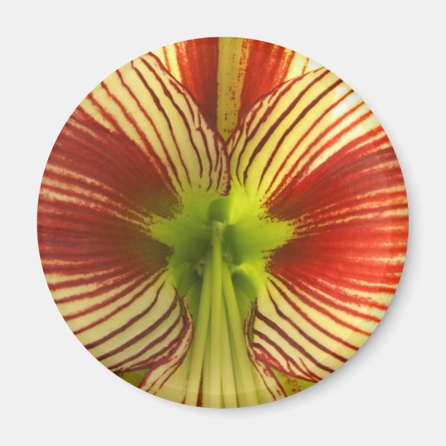 Butterfly Amaryllis Magnet (Framsidan)