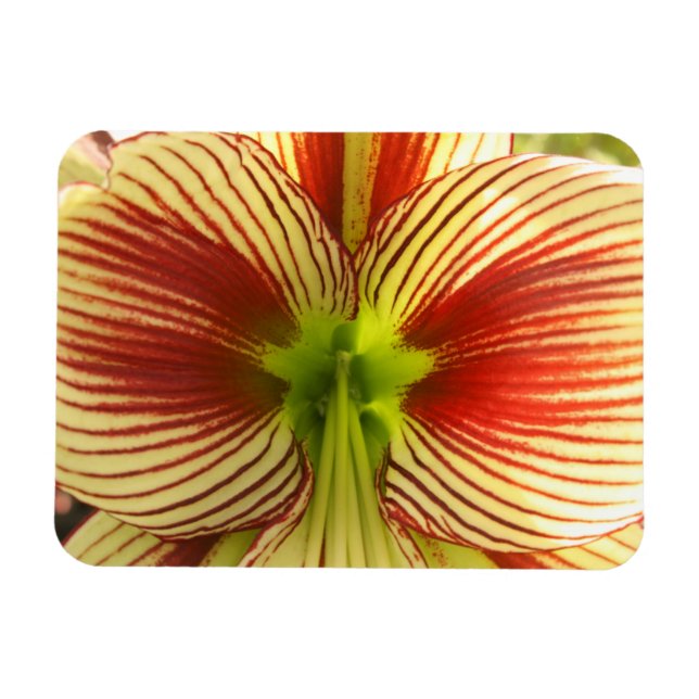 Butterfly Amaryllis Magnet (Horisontell)