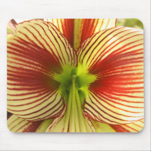 Butterfly Amaryllis Musmatta