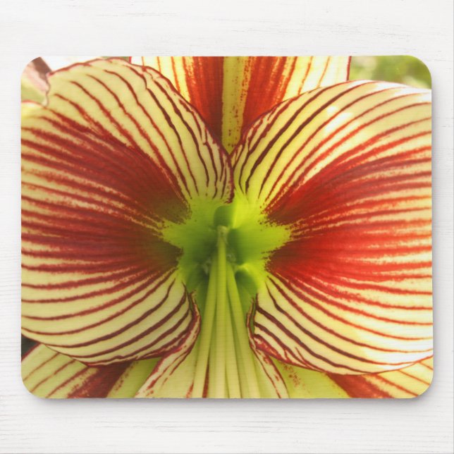 Butterfly Amaryllis Musmatta (Framsidan)