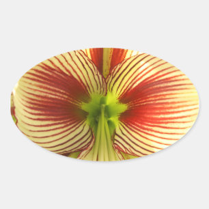 Butterfly Amaryllis Ovalt Klistermärke