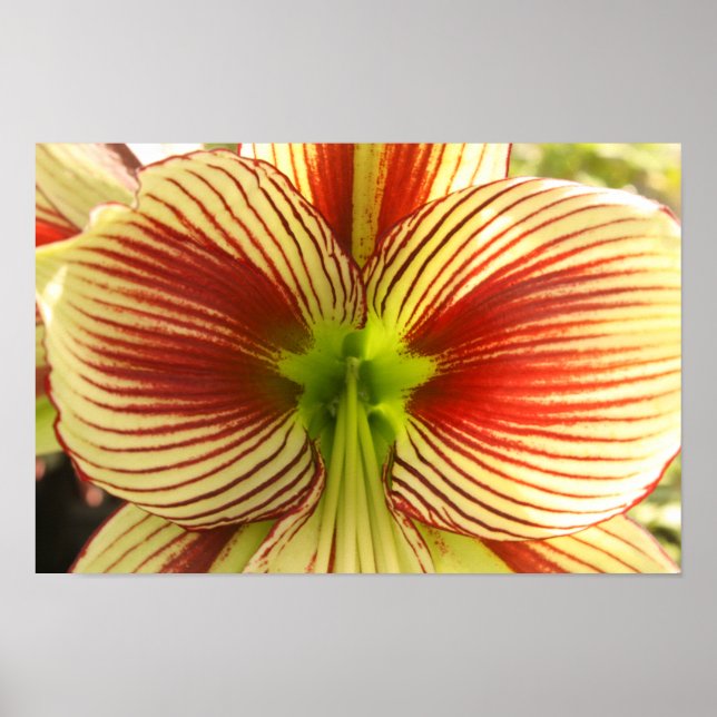 Butterfly Amaryllis Poster (Framsidan)