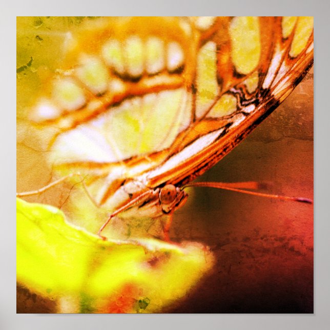 Butterfly Ansikte Close Up Distress Art Poster (Framsidan)