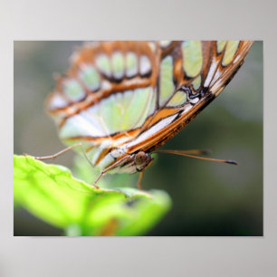 Butterfly Ansikte Close Up Poster