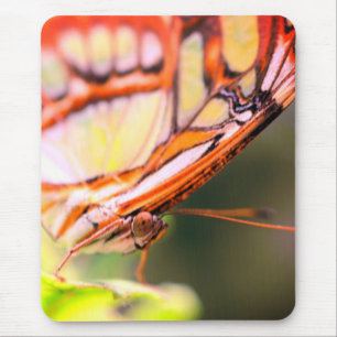 Butterfly Ansikte Nature Musmatta