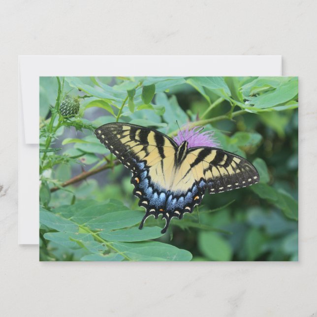 Butterfly Anteckningskort (Framsida)