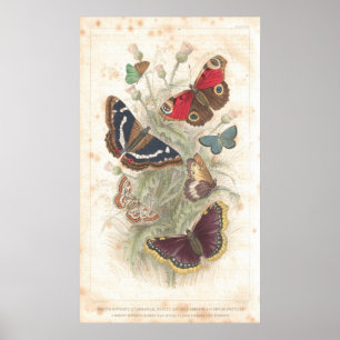 Butterfly Antique Lithograph-utskrift Poster