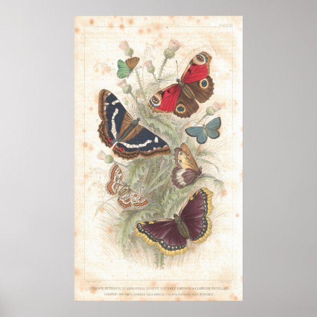 Butterfly Antique Lithograph-utskrift Poster (Framsidan)