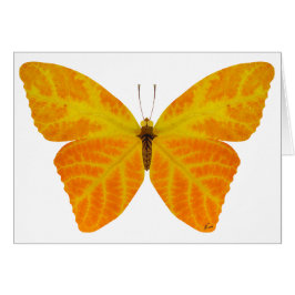 Butterfly aspen Löv 3 Hälsningskort