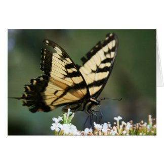 "butterfly" av Larry Coressel Hälsningskort