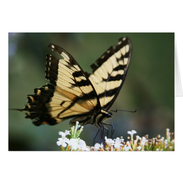 "butterfly" av Larry Coressel Hälsningskort (Framsidan Horizontal)