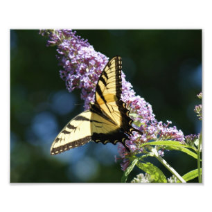Butterfly Beauty 10x8-fotoutskrift Fototryck