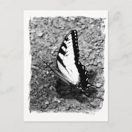 Butterfly Beauty - B&W Insekt Close Photo Vykort