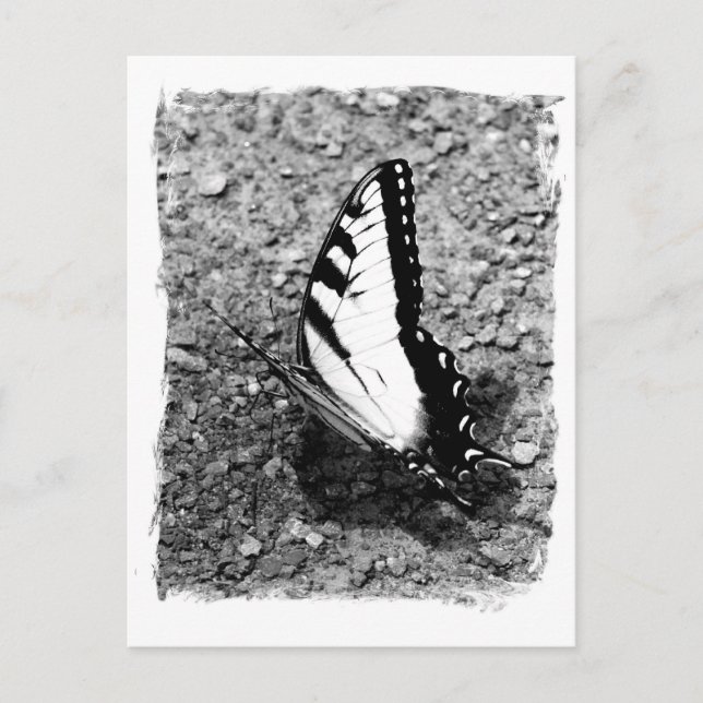 Butterfly Beauty - B&W Insekt Close Photo Vykort (Framsida)