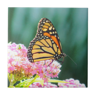 Butterfly Beauty Decorative Tile Kakelplatta