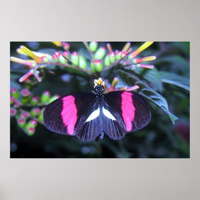 Butterfly Beauty Poster (Framsidan)