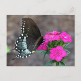 Butterfly Beauty Vykort