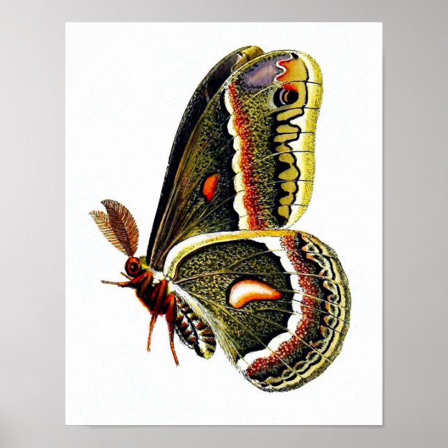 Butterfly Bild 2. Skriv ut naturhistorik för vinta Poster (Framsidan)
