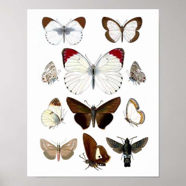 Butterfly Bild 7. Skriv ut naturhistorik Poster (Framsidan)