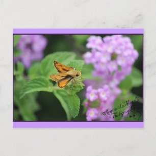Butterfly-blommor Vykort