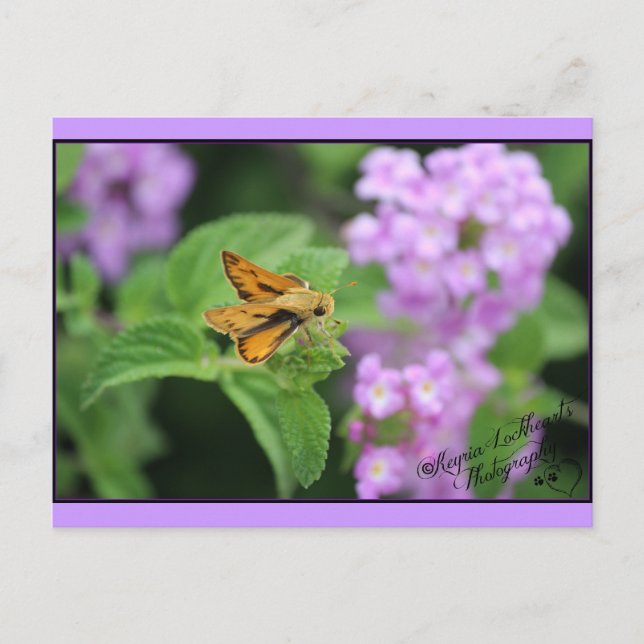Butterfly-blommor Vykort (Framsida)