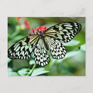 Butterfly blommor vykort