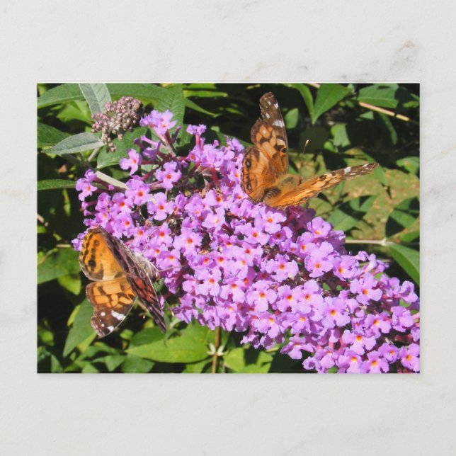 Butterfly Buddies ~ vykort (Framsida)