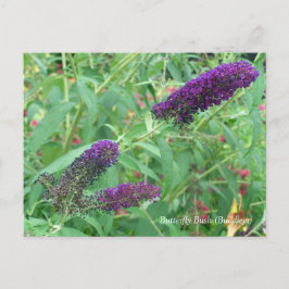 Butterfly Bush Buddleja Davidii Blommigt Vykort