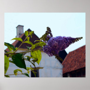 Butterfly Bush, Old Danish Town, Aarhus, Danmark Poster