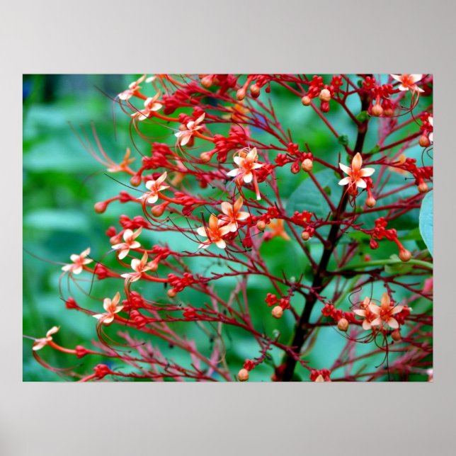 Butterfly Bush Poster (Framsidan)