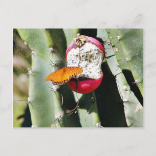 Butterfly Butterflies Cactus Vykort