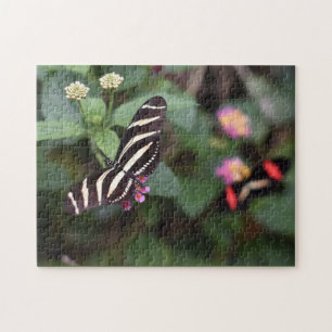 Butterfly Butterflies Natature Photography Garden Pussel