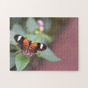 Butterfly Butterflies Natature Photography Garden Pussel