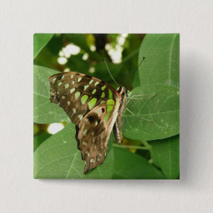 Butterfly Butterfly-knapp för tropisk Grönt Knapp