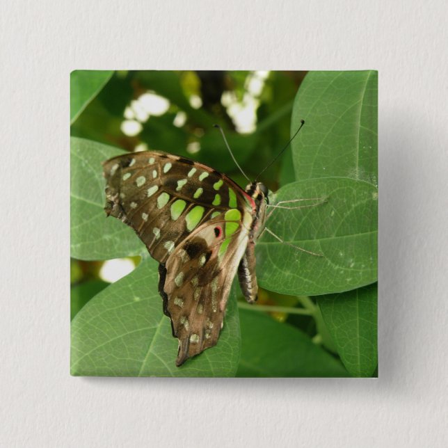 Butterfly Butterfly-knapp för tropisk Grönt Knapp (Framsida)