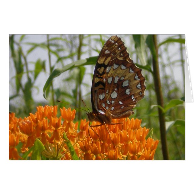 Butterfly Card (tomt på insidan) Hälsningskort (Framsidan Horizontal)