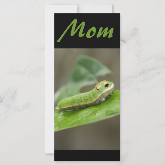 Butterfly Caterpelare Larva (Framsida)