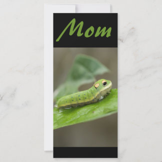 Butterfly Caterpelare Larva