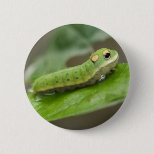 Butterfly Caterpelare Larva Knapp