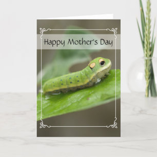 Butterfly Caterpelare Larva Kort