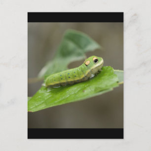 Butterfly Caterpelare Larva Vykort
