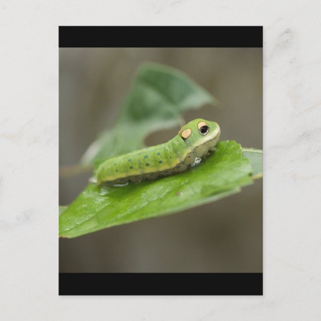 Butterfly Caterpelare Larva Vykort (Framsida)