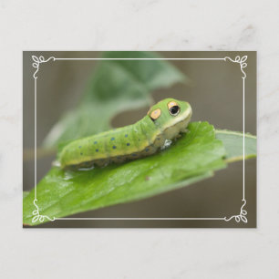 Butterfly Caterpelare Larva Vykort