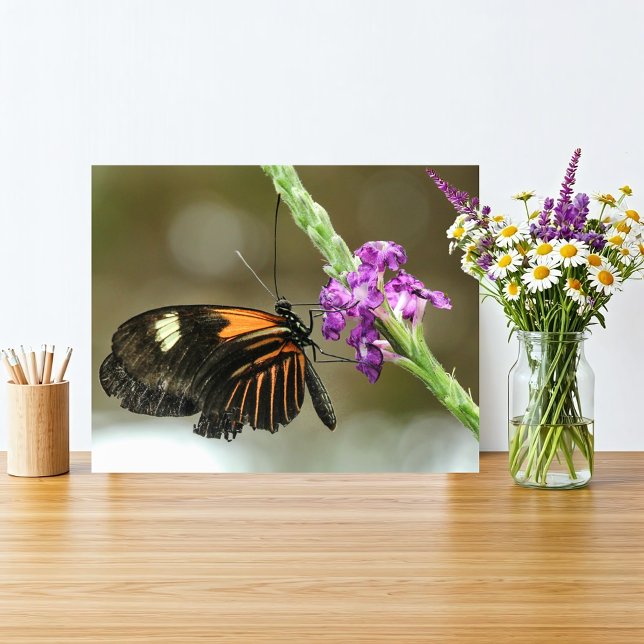 Butterfly Close on Verbena Flower Fototryck (Orange and black butterfly on a vivid purple flower fits a rustic natural home with simple beauty.
)