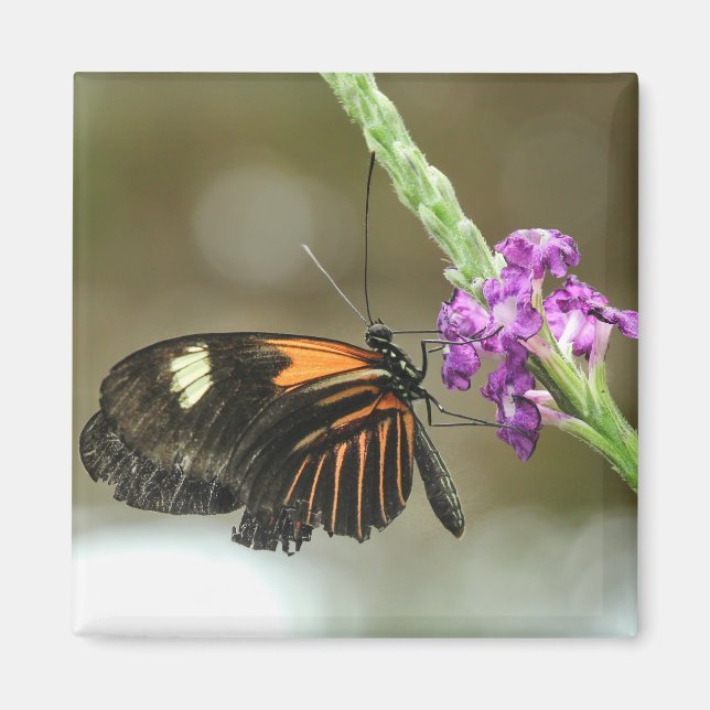 Butterfly Close on Verbena Flower Magnet (Framsidan)