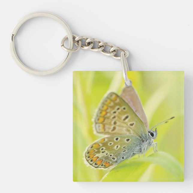 Butterfly Close-Up (Framsidan)