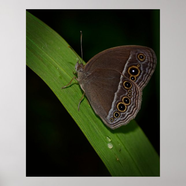 Butterfly Closeup Photo Poster (Framsidan)