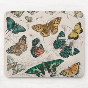 Butterfly Collection Antique Butterflies Musmatta
