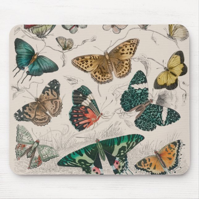 Butterfly Collection Antique Butterflies Musmatta (Framsidan)