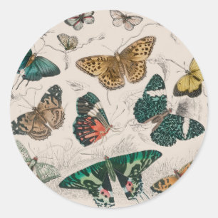 Butterfly Collection Antique Butterflies Runt Klistermärke